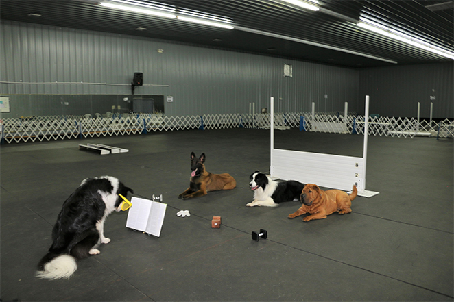 Dog store training facilities