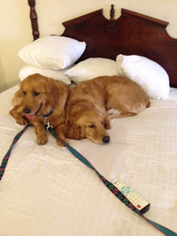Champagne and Sandy relaxing in a motel on their trip to Florida