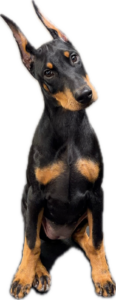 Doberman Pinscher puppy sitting with a head tilt to the left