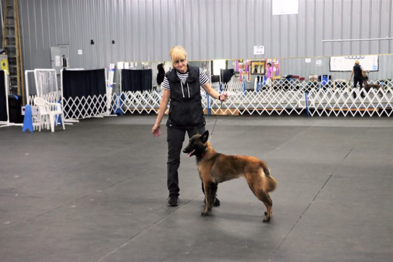 Dog Obedience Training Up Front Obedience School and Dog Center New