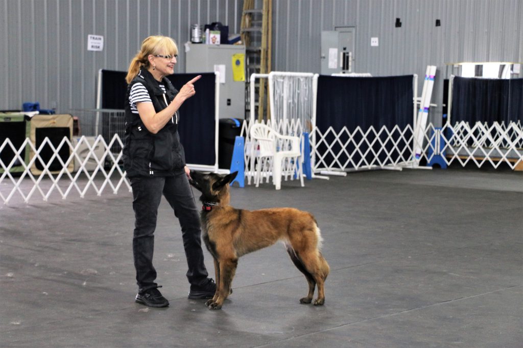 Dog Obedience Training Up Front Obedience School And Dog Center New