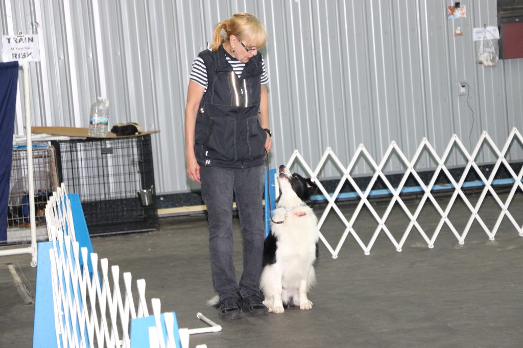 Dog Match Training Course