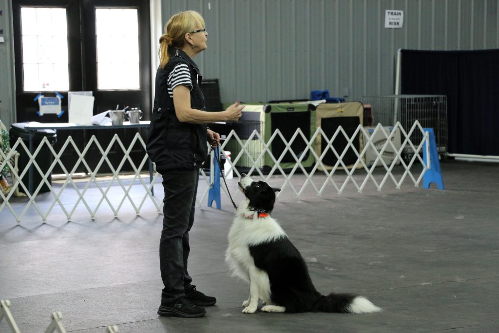 Dog Match Training Course