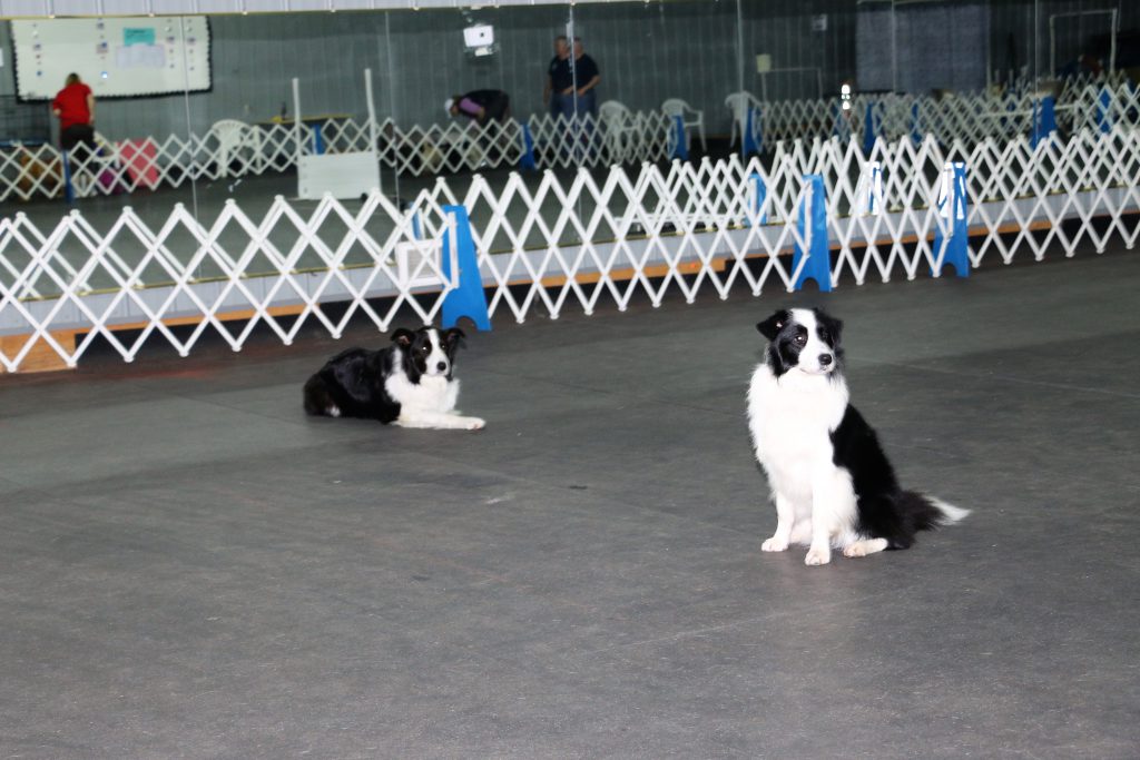 Dog Obedience Training