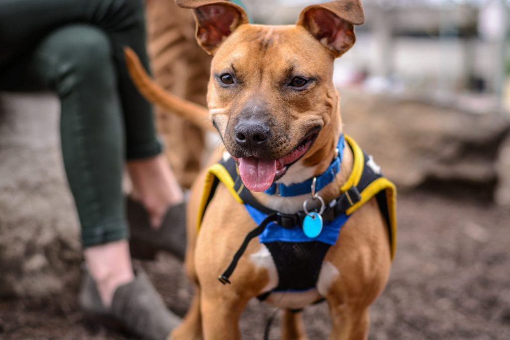 Dog on Harness