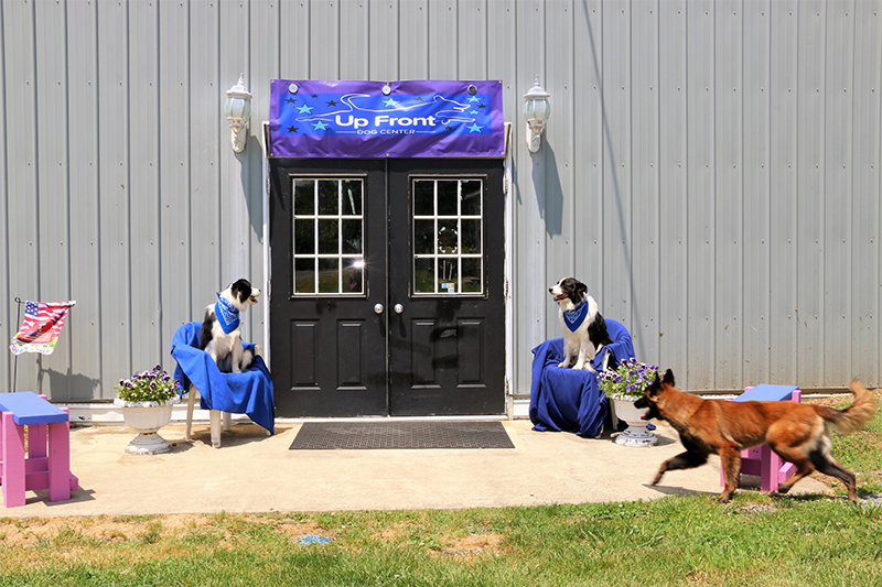 Serving New Jersey & Pennsylvania, Up Front Dog Obedience School provides basic Obedience Training